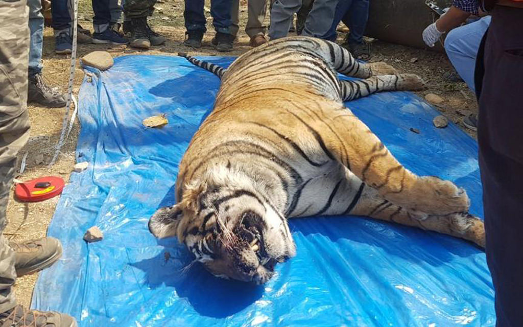 Tiger Found Dead In Rajasthan - Sariska - The Poacher Farmer Arrested