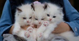 guide on How to Save on Pet Care