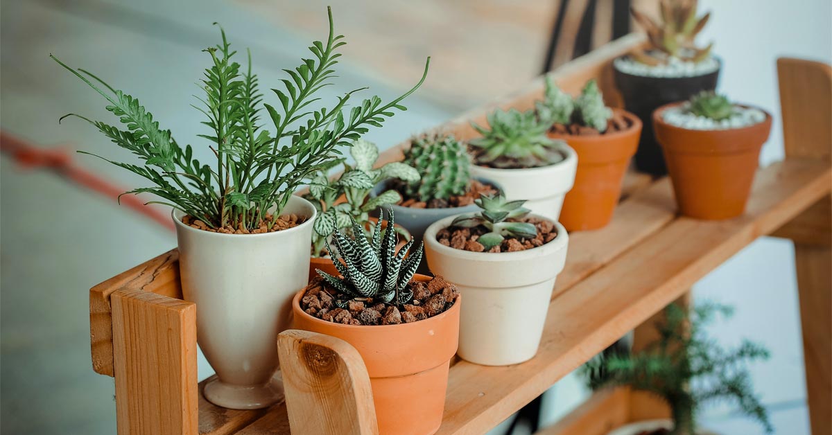 The list of live plants' pluses is endless. Even when you pass near garden centre retail, your attention will surely be grabbed by a number of beautiful plants.