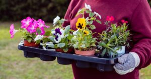 A female person carrying home indoor flowering plants in a tray.