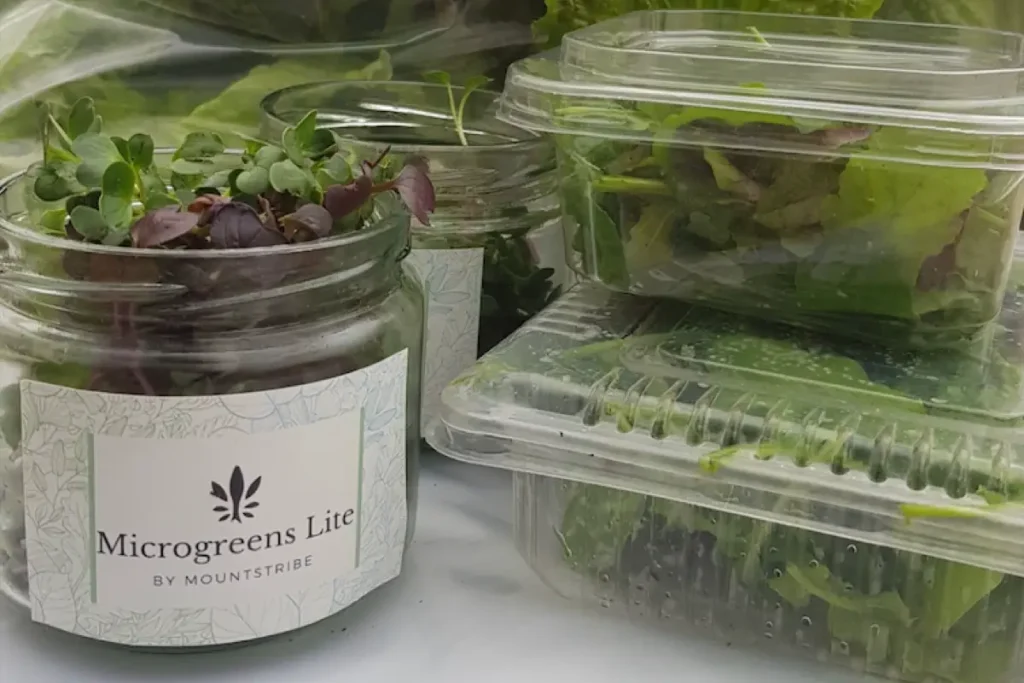 Leafy greens grown using Mountstribe IoT-enabled cold-water aquaponics sustainable farming model